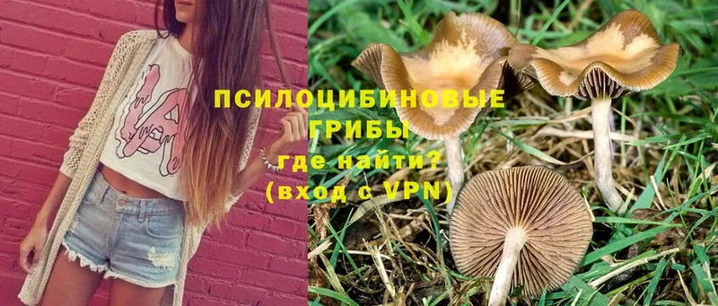 Псилоцибиновые грибы Magic Shrooms  OMG как зайти  Орлов 